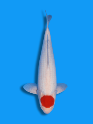 Tancho Kohaku | Koi&Co.